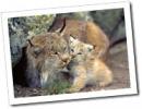 Lucid Lynx: Mitä tiedämme toistaiseksi